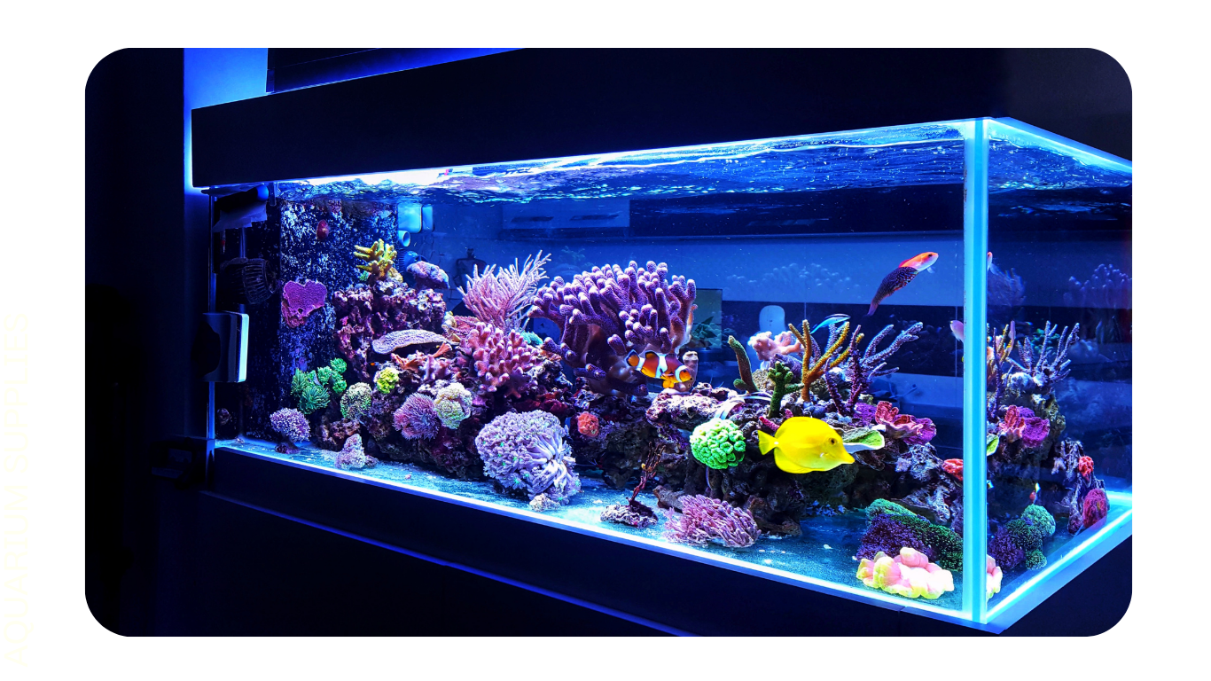 Zeng Aquatic Specialized in Ornamental Fish and Aquarium Supplies